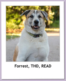 Forrest, THD, READ