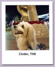 Cinder, THD