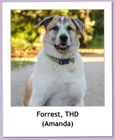 Forrest, THD (Amanda)