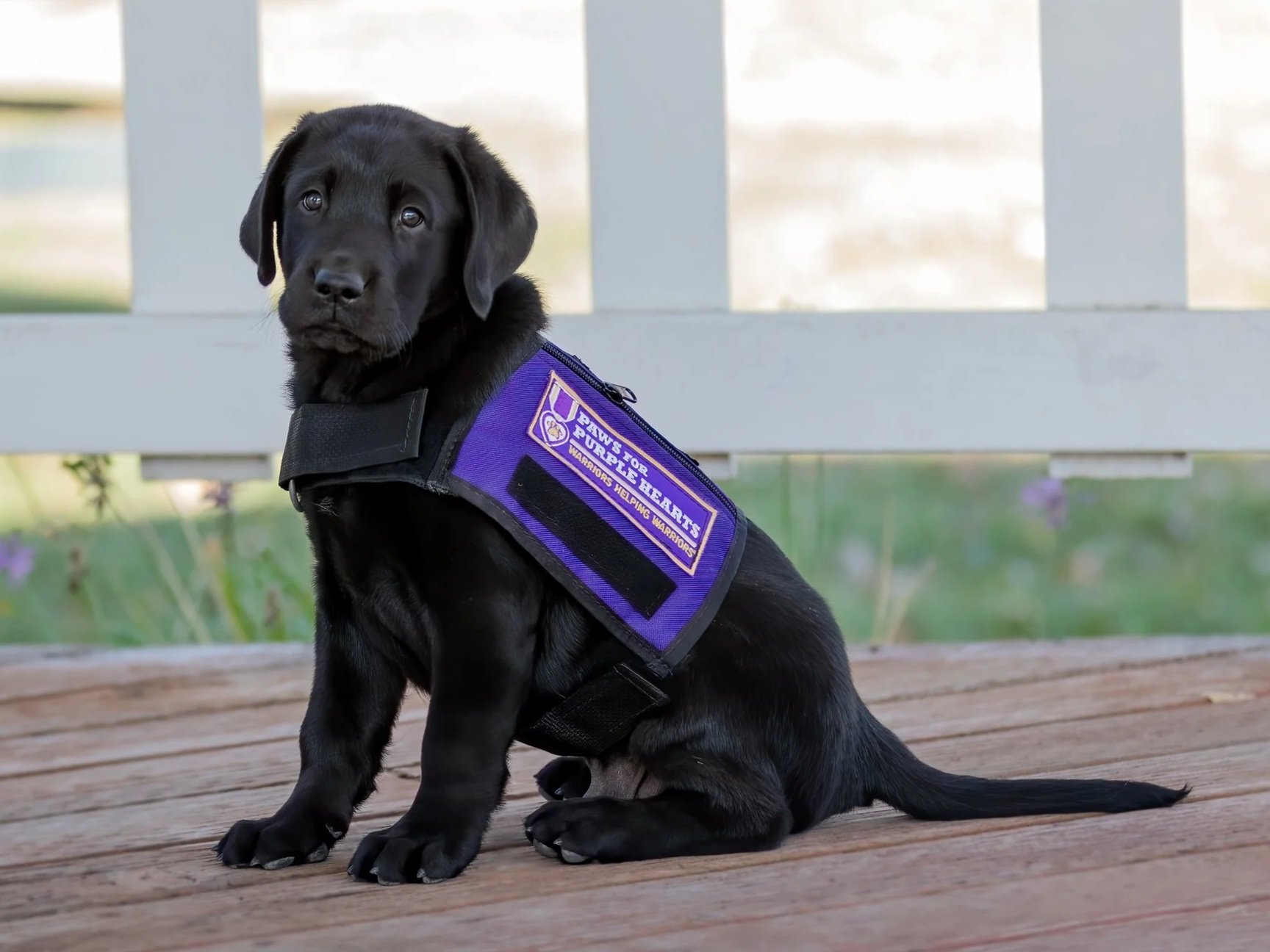 Close-up of a black puppy with floppy ears, sitting on a gray carpet, with its tongue out, in an indoor setting.