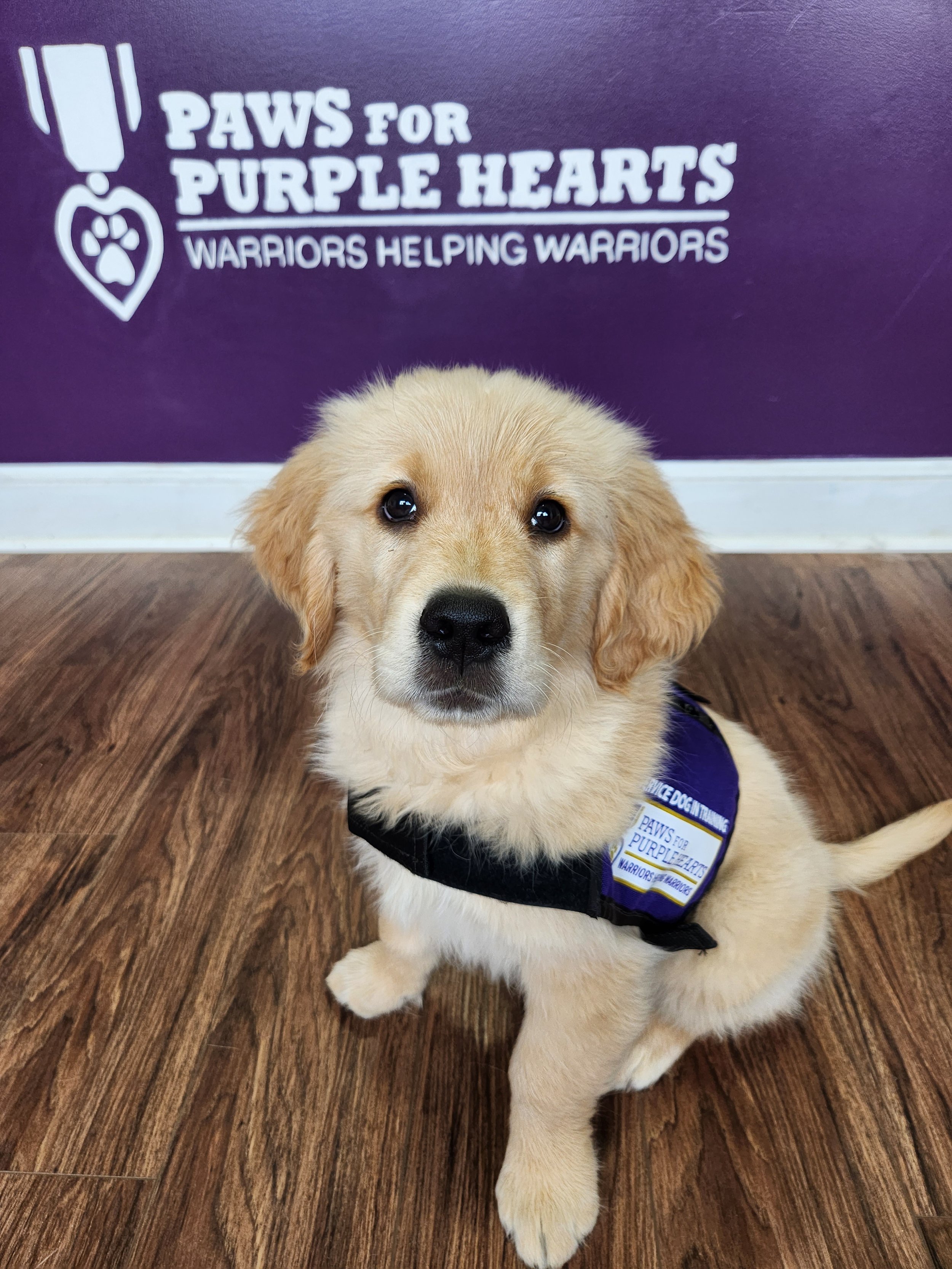 Adorable golden retriever puppy sitting on a wooden floor wearing a purple vest with the 'Paws for Purple Hearts' logo, in front of a purple wall with the same logo and the words 'Warriors Helping Warriors'.