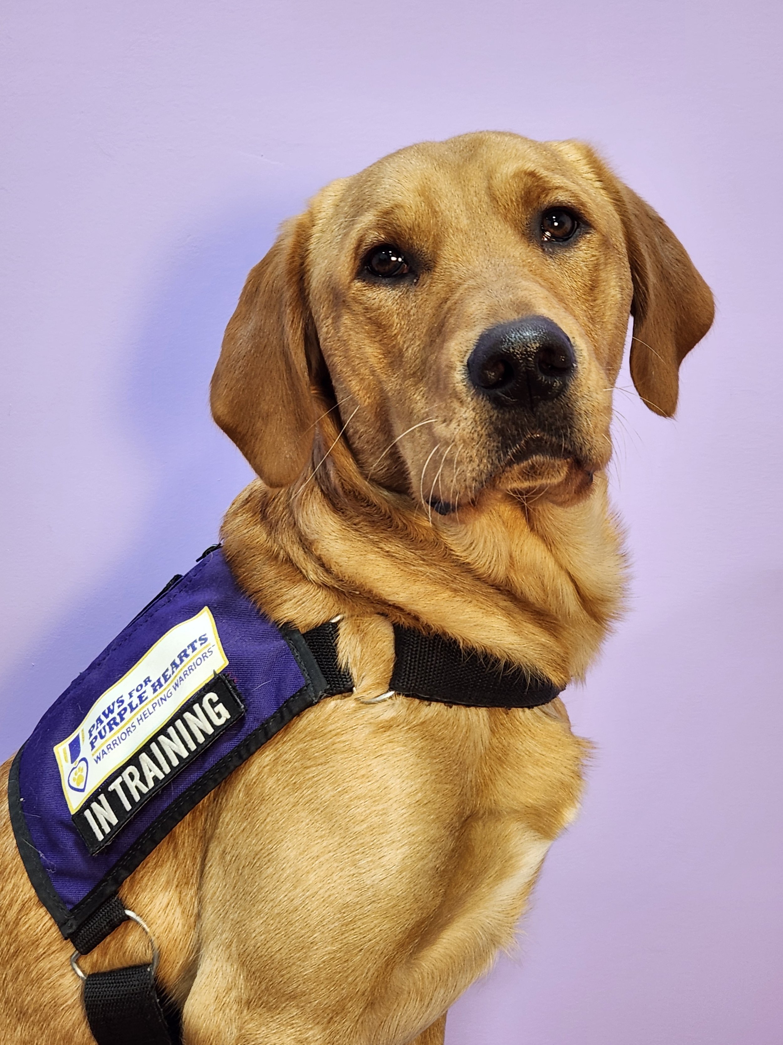 A brown service dog wearing a vest with the words 'Paws for Heart Warriors' and 'In Training' standing against a purple wall.