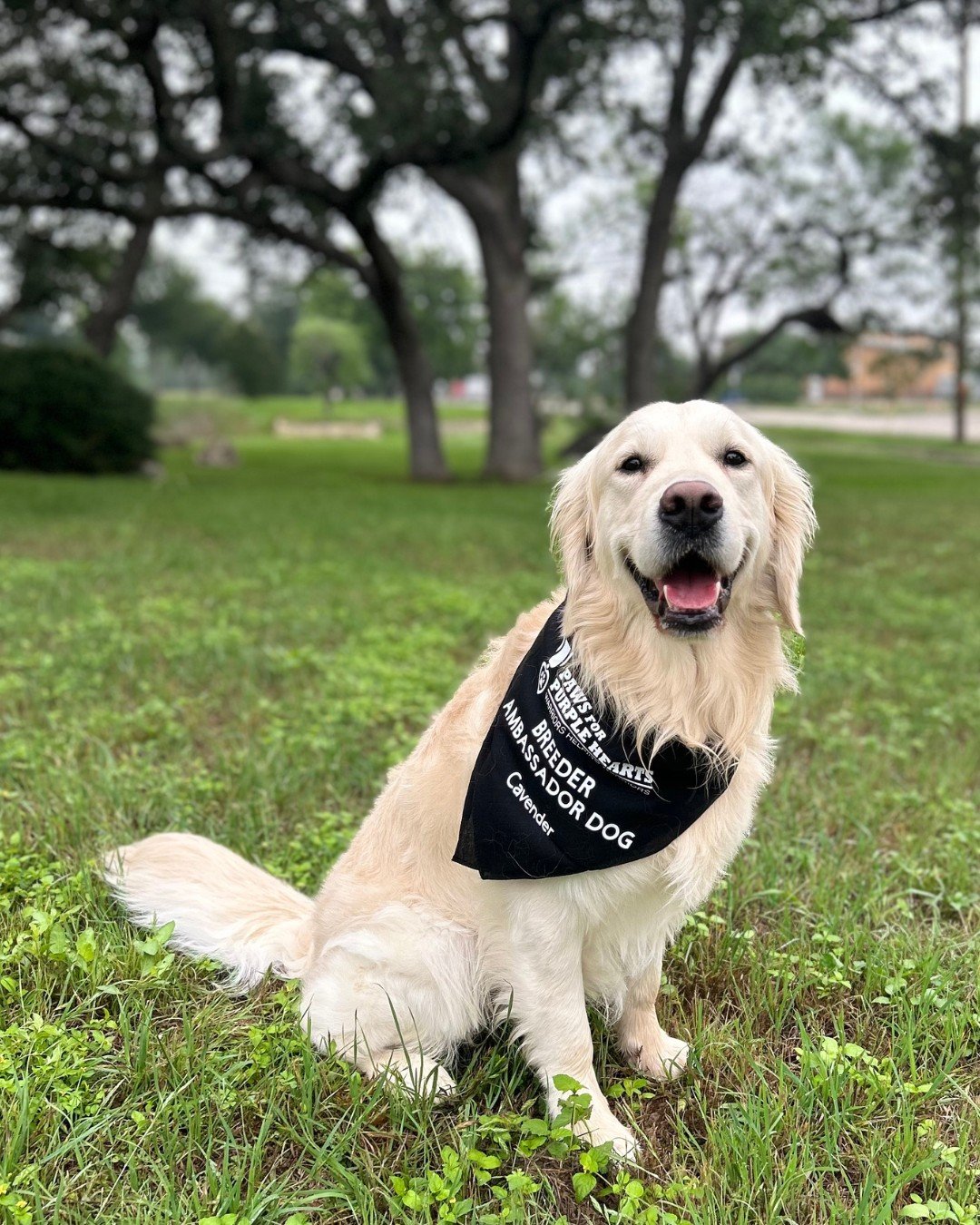A smiling golden retriever wearing a black bandana with white text, sitting on grass in a park with trees in the background.