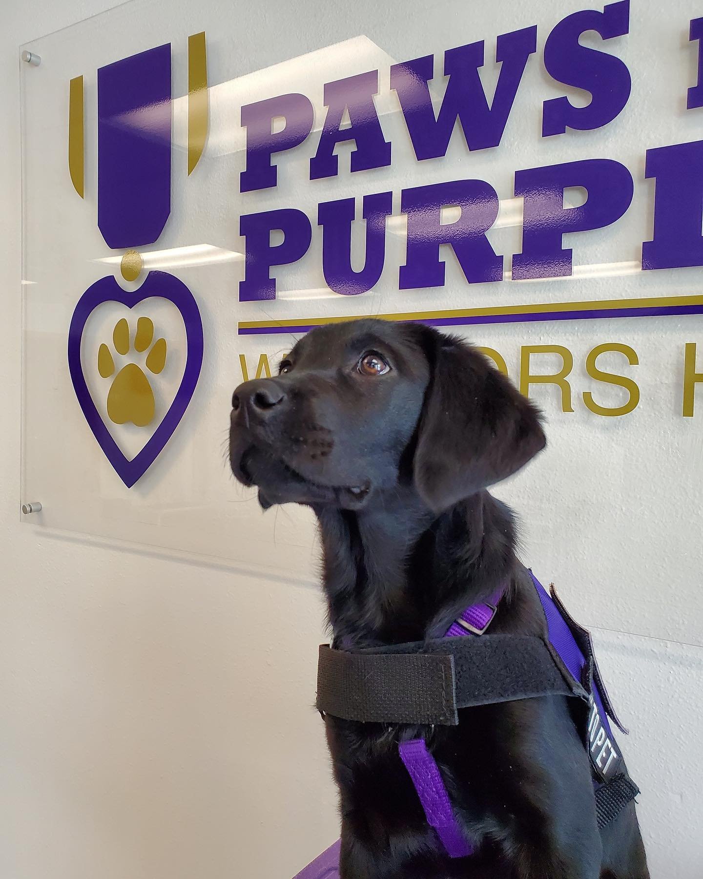 A black Labrador puppy wearing a purple and black service dog vest, sitting in front of a sign that reads "Paws Purple" with a paw and heart logo.