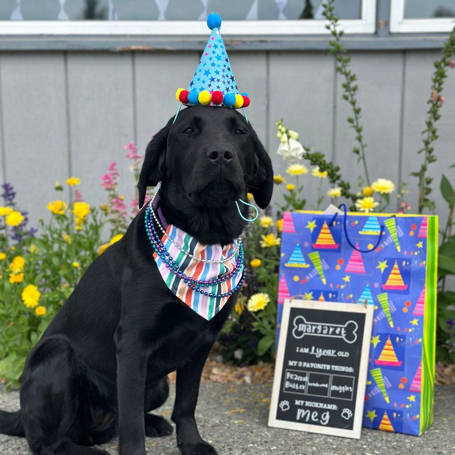 Black Labrador dog wearing a striped bandana and beaded necklaces, with a blue party hat decorated with stars and pom-poms on its head, sitting outdoors near colorful gift bags, a whiteboard sign with birthday information, and yellow and purple flowers in the background.