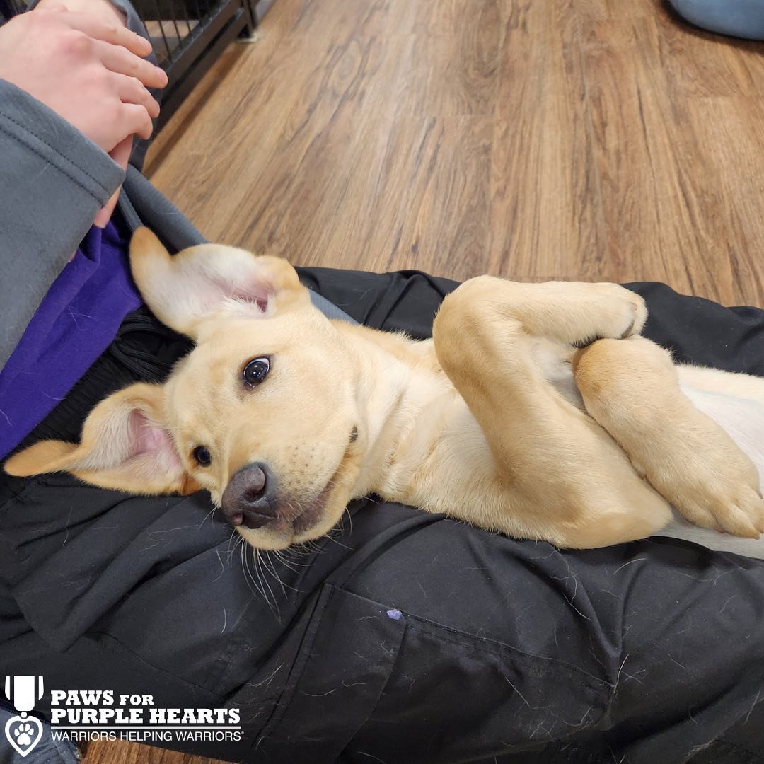 A young yellow Labrador puppy lying on a person's lap with its head resting on their leg, looking up with a relaxed expression in a room with a wooden floor.