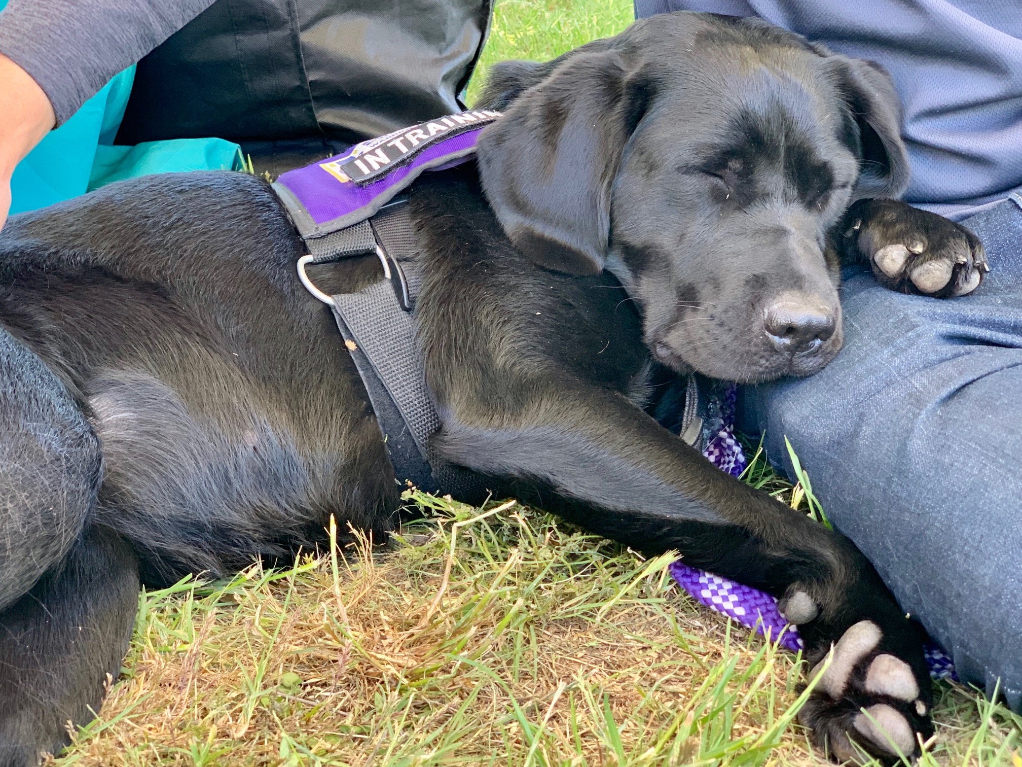 A black Labrador puppy sleeping on grass next to a person. The puppy is wearing a training vest, and its eyes are closed.